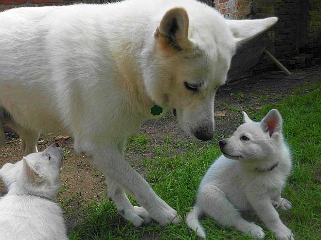 Weisser Schferhundwelpe von den Grenzgngern